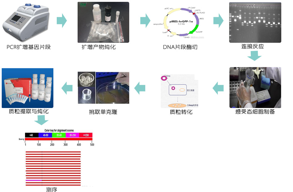 最新网络克隆技术的探索与解析