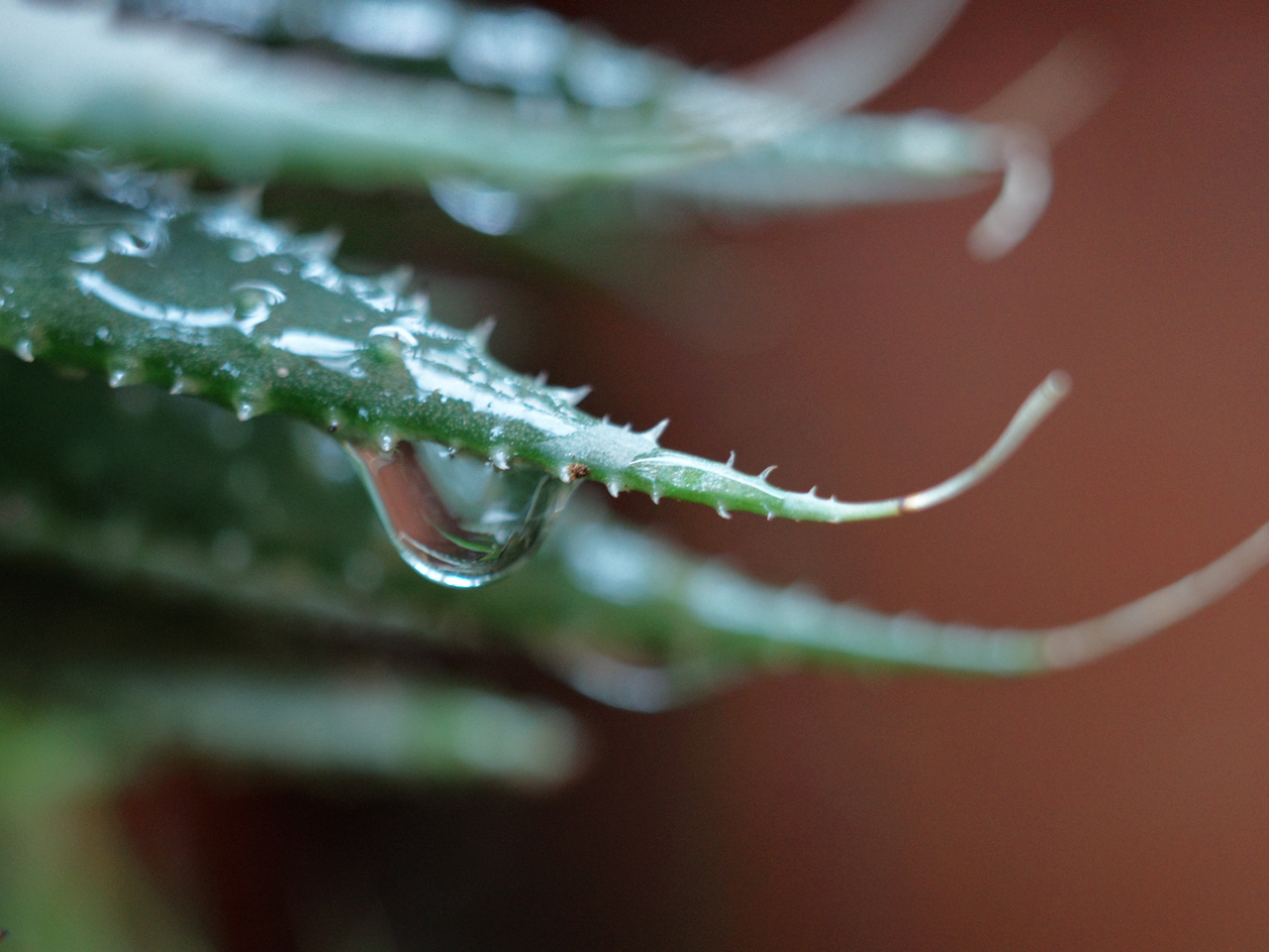 最新水滴种子，生态科技的未来力量探索